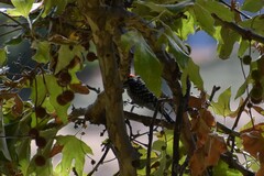 Dryobates nuttallii