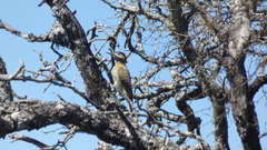 Colaptes melanochloros