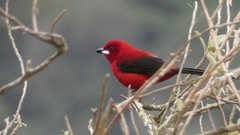 Ramphocelus bresilius