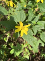 Helianthus decapetalus