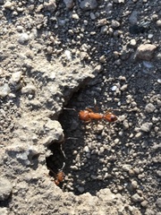 Pogonomyrmex maricopa