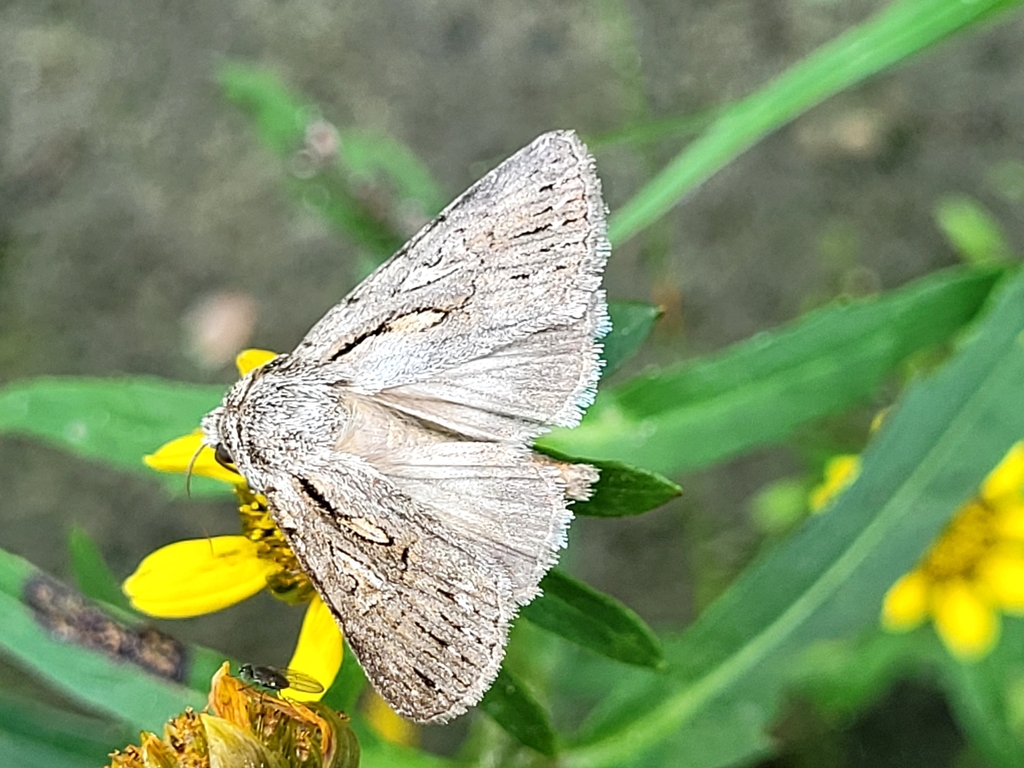 Sympistis mackiei