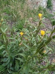 Oenothera villosa