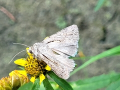 Sympistis mackiei