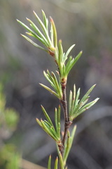 Cliffortia atrata