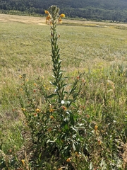 Oenothera villosa