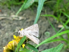 Sympistis mackiei