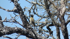 Colaptes melanochloros