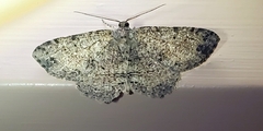 Melanolophia canadaria