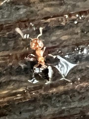 Crematogaster laeviuscula