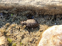 Opisthius richardsoni