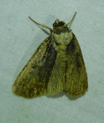 Noctuina