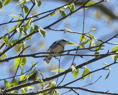 Setophaga cerulea