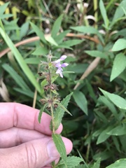 Stachys hispida
