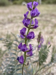 Astragalus palmeri