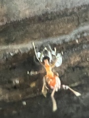 Crematogaster laeviuscula