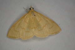 Ecpyrrhorrhoe puralis