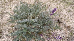 Astragalus palmeri