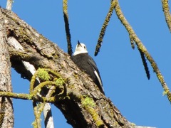 Dryobates albolarvatus