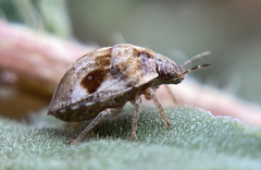 Homaemus variegatus