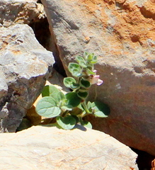 Scutellaria hirta
