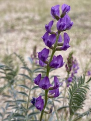 Astragalus palmeri