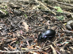 Carabus nemoralis