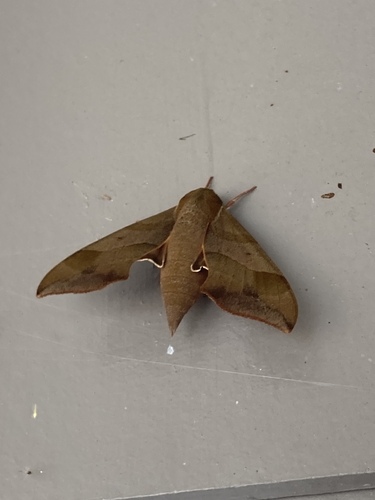 Virginia Creeper Sphinx photo 5