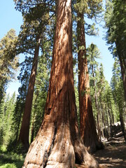 Sequoiadendron giganteum