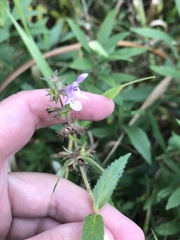 Stachys hispida