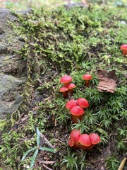 Hygrocybe