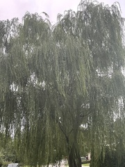 Salix