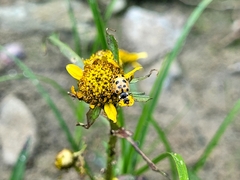 Hippodamia tredecimpunctata