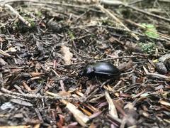 Carabus nemoralis