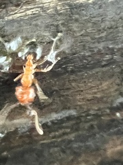 Crematogaster laeviuscula