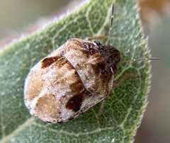 Homaemus variegatus