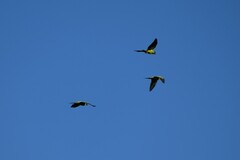 Aratinga nenday