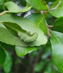 Gyropsylla ilecis