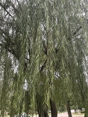 Salix