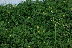 Oxalis dillenii