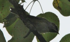 Poecile hudsonicus