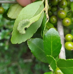Gyropsylla ilecis