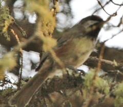 Poecile hudsonicus