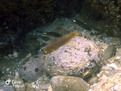 Pseudolabrus eoethinus