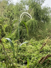 Setaria magna