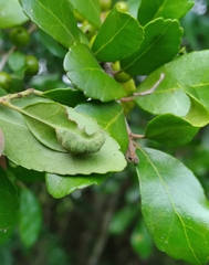 Gyropsylla ilecis