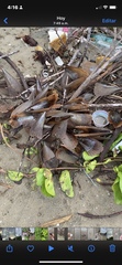 Pinnidae