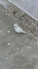 Melopsittacus undulatus domesticus