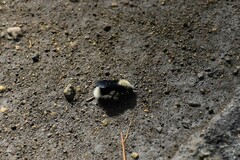 Dasymutilla sackenii