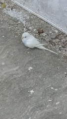 Melopsittacus undulatus domesticus